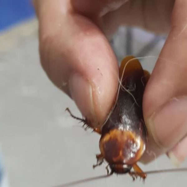 Si eres de aquellos que le tienen asco a las cucarachas o corren cuando emprenden el vuelo, checa esta historia de la cual no darás crédito