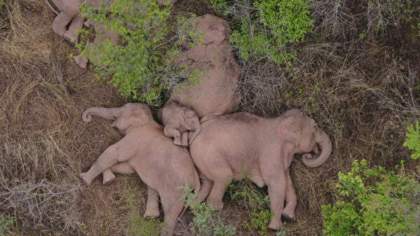 Sin que aún se tenga certeza de que obligó a un grupo de elefantes a emigrar, fue captada tomando un descanso el pasado lunes