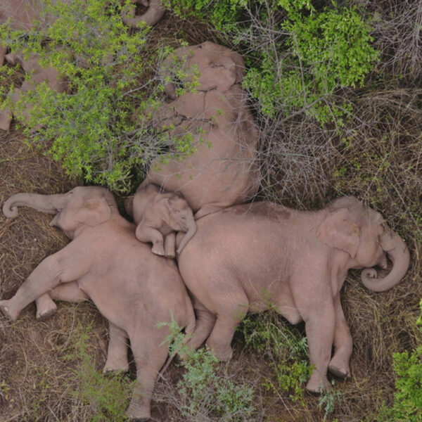 Sin que aún se tenga certeza de que obligó a un grupo de elefantes a emigrar, fue captada tomando un descanso el pasado lunes