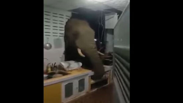 Una familia del sur de Tailandia se llevaron tremendo susto, luego que en la madrugada escucharon un estruendoso ruido que provenía de la casa