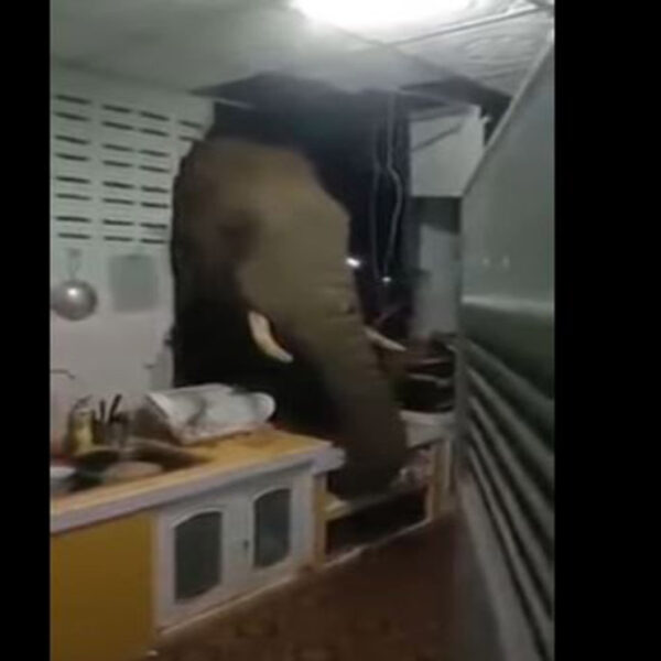 Una familia del sur de Tailandia se llevaron tremendo susto, luego que en la madrugada escucharon un estruendoso ruido que provenía de la casa