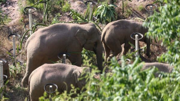 Una mandad de 15 elefantes caminan desde hace 20 días sin rumbo a los campos del Sur de China, generando alerta entre los científicos