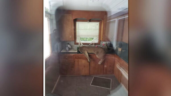 En redes sociales se populariza la historia de un puma que de la nada logra entrar hasta la cocina de una casa en el estado de Washington