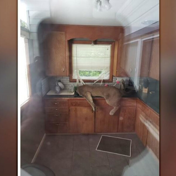 En redes sociales se populariza la historia de un puma que de la nada logra entrar hasta la cocina de una casa en el estado de Washington