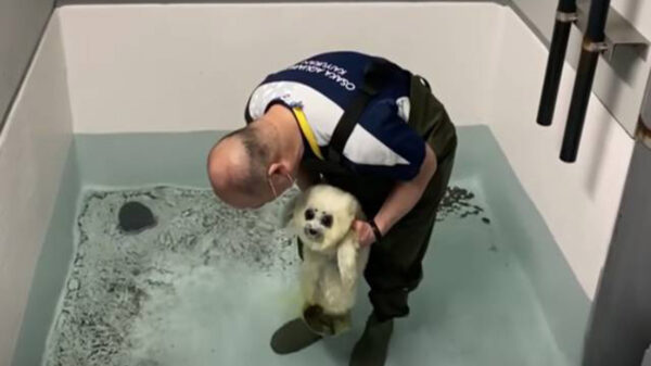 La enternecedora escena de una foca bebe que toca el agua por primera vez se populariza en redes sociales generando miles de comentarios