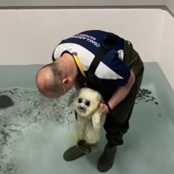 La enternecedora escena de una foca bebe que toca el agua por primera vez se populariza en redes sociales generando miles de comentarios
