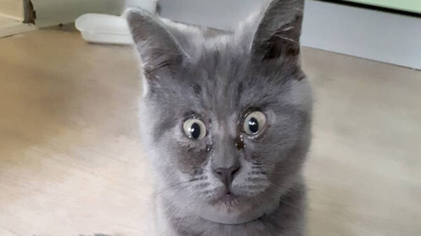 Fedia es un gato que se ha convertido en un estrella de las redes sociales por su peculiar aspecto y sus ojos que hacen que parezca sorprendido