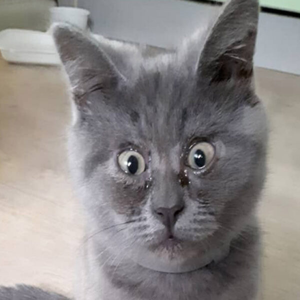 Fedia es un gato que se ha convertido en un estrella de las redes sociales por su peculiar aspecto y sus ojos que hacen que parezca sorprendido