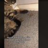 Mientras grababa un clip de su gato que jugaba con una araña, una mujer se llevó tremendo susto y su reacción se viraliza en redes sociales