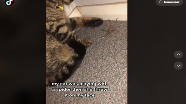 Mientras grababa un clip de su gato que jugaba con una araña, una mujer se llevó tremendo susto y su reacción se viraliza en redes sociales