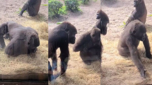 Las serpientes sin duda suelen causar temor, pero en esta ocasión fue un grupo de gorilas lo que se toparon con el reptil y su reacción se viraliza