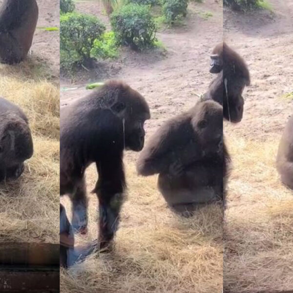 Las serpientes sin duda suelen causar temor, pero en esta ocasión fue un grupo de gorilas lo que se toparon con el reptil y su reacción se viraliza