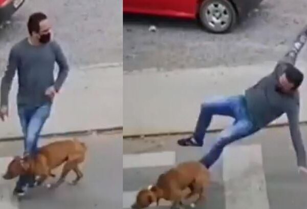 Tras hacerse viral el hombre que fue atropellado por un perro mientras cruzaba una calle, en las redes sociales se desató un alud de memes