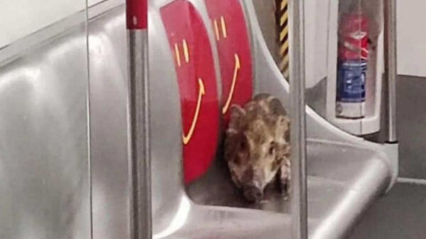 Un jabalí bebé se volvió tendencia, luego de que se subiera al metro de Hong Kong y se iniciará una persecución para atraparlo