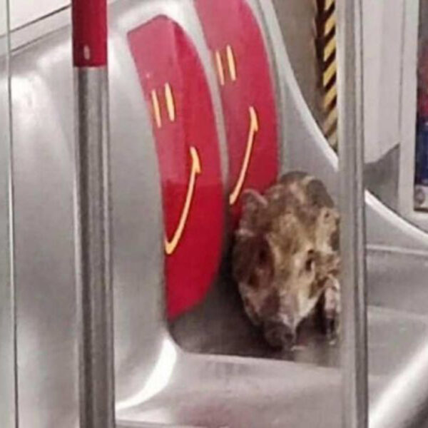Un jabalí bebé se volvió tendencia, luego de que se subiera al metro de Hong Kong y se iniciará una persecución para atraparlo