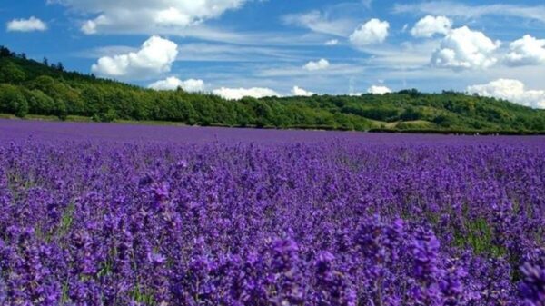 Este es el Rancho de Lavanda en Guanajuato que debes visitar