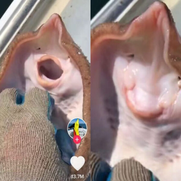 El video en donde un TikToker le hace cosquillas a una mantarraya se encuentra en tendencia, pues acusan al creador del contenido de maltrato animal