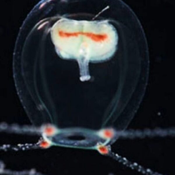 Descubren nueva especie de medusa en Japón y la nombran Wataboshi