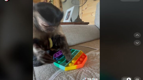 Gaitlyn Rae, tiene más de 7 millones de seguidores en TikTok y hace unos días enloqueció la red en el que alivia su estrés con el juguete pop-it