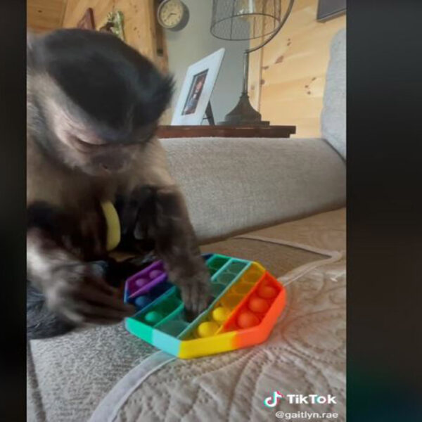 Gaitlyn Rae, tiene más de 7 millones de seguidores en TikTok y hace unos días enloqueció la red en el que alivia su estrés con el juguete pop-it