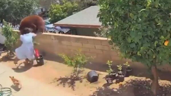 Quienes tienen mascotas sin duda se identificarán con esta historia, una mujer sin medir el riesgo salió en defensa de sus perros