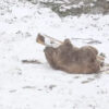 Se viraliza el video de un oso que se ve radiante jugando en la nieve, pero la vida de este peludo llamado Napa, no siempre fue así