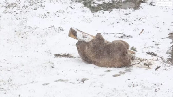 Se viraliza el video de un oso que se ve radiante jugando en la nieve, pero la vida de este peludo llamado Napa, no siempre fue así