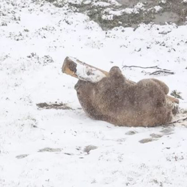 Se viraliza el video de un oso que se ve radiante jugando en la nieve, pero la vida de este peludo llamado Napa, no siempre fue así