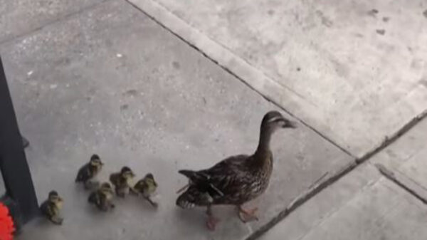 La tierna imagen de una pata y sus patitos paseando por Nueva York ha causado sensación en las redes sociales