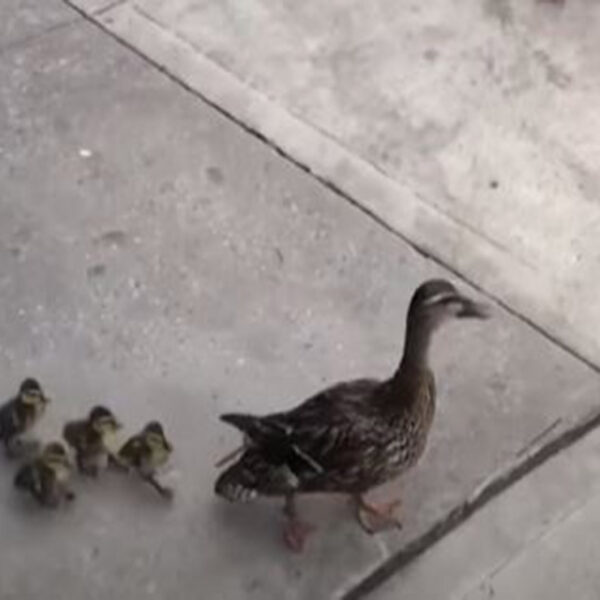 La tierna imagen de una pata y sus patitos paseando por Nueva York ha causado sensación en las redes sociales