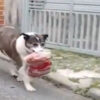 Moisés, un perrito de Sao Paulo, Brasil, quien hizo de la suyas al robarse un paquete de salchichas de una carnicería del barrio donde vive