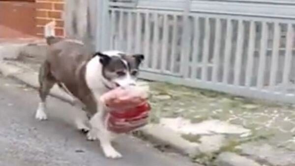 Moisés, un perrito de Sao Paulo, Brasil, quien hizo de la suyas al robarse un paquete de salchichas de una carnicería del barrio donde vive