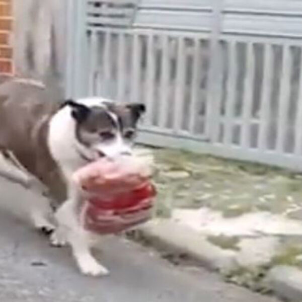 Moisés, un perrito de Sao Paulo, Brasil, quien hizo de la suyas al robarse un paquete de salchichas de una carnicería del barrio donde vive