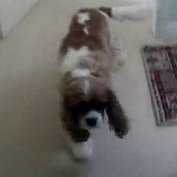 El perro de una anciana desapareció solicitando la ayuda policiaca, quienes encontraron al can atascado en un sillón