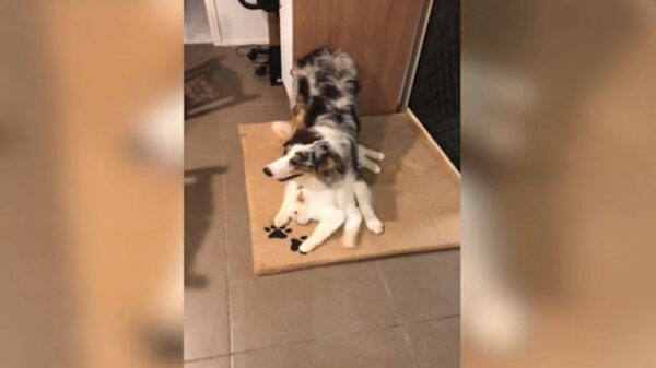 El video de un gato que defiende a un cachorro tras ser rechazado por otros perros enamora las redes sociales