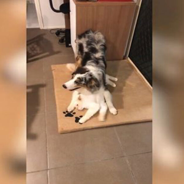 El video de un gato que defiende a un cachorro tras ser rechazado por otros perros enamora las redes sociales