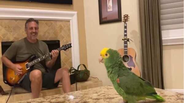 Tico, es un loro del amazonas que la rompe en Internet, resulta que tiene la habilidad de cantar clásicos del rock