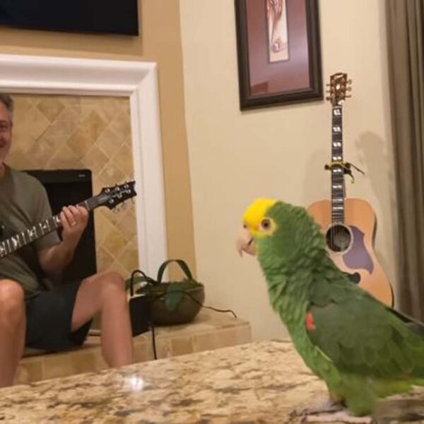 Tico, es un loro del amazonas que la rompe en Internet, resulta que tiene la habilidad de cantar clásicos del rock