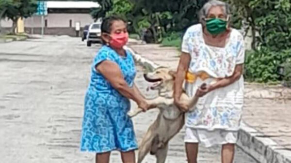 Las fotos de unas señoras que rescatan a un peludo que se escapa de su casa se popularizan en redes sociales