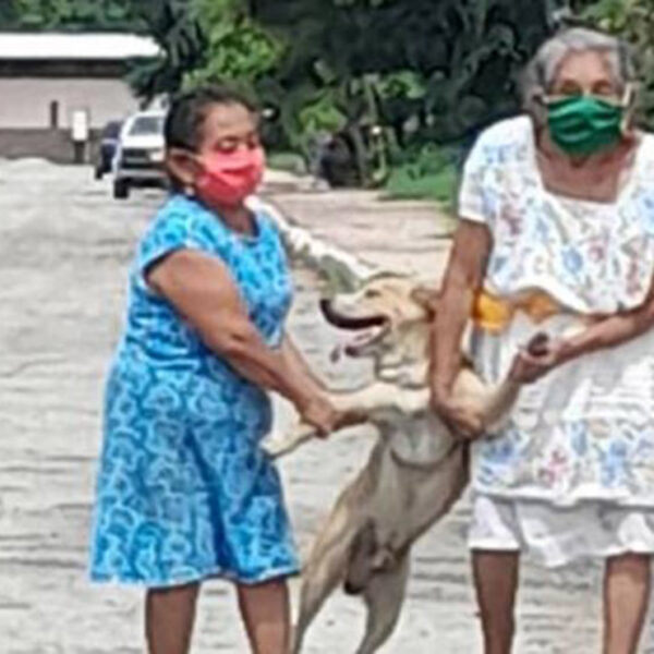 Las fotos de unas señoras que rescatan a un peludo que se escapa de su casa se popularizan en redes sociales