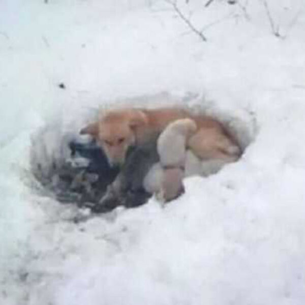 La historia de una perrita que arriesgó su vida por salvar a sus cachorros se ha robado el corazón de los cibernautas