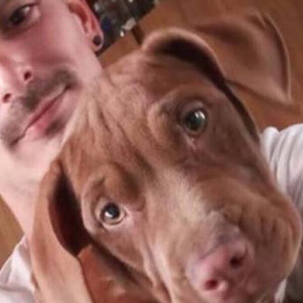 Tras el extraño rapto de su perrita pitbull, un joven de La Plata, Argentina, realizó una campaña en redes sociales para recuperar a la peluda