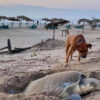 Solovino, es un perrito que se volvió viral por la hermosa labor que realiza, se encarga de proteger a las tortugas en las playas de Tamaulipas