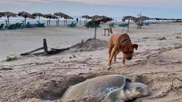 Solovino, es un perrito que se volvió viral por la hermosa labor que realiza, se encarga de proteger a las tortugas en las playas de Tamaulipas