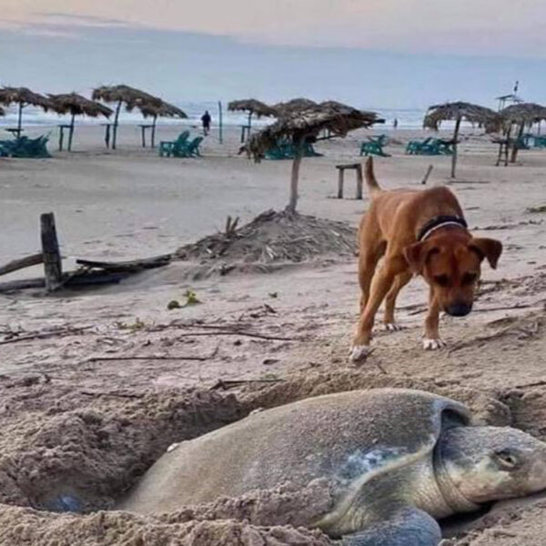 Solovino, es un perrito que se volvió viral por la hermosa labor que realiza, se encarga de proteger a las tortugas en las playas de Tamaulipas