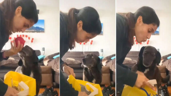 No cabe duda que los perritos han adoptado comportamientos que sorprenden a sus dueños, este es el caso de Wako, un peludo que se viraliza en TikTok