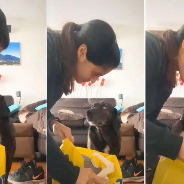 No cabe duda que los perritos han adoptado comportamientos que sorprenden a sus dueños, este es el caso de Wako, un peludo que se viraliza en TikTok