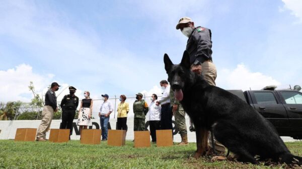 Yucatán presenta a dos elementos caninos que detectarán casos de Covid-19