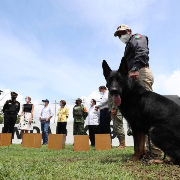 Yucatán presenta a dos elementos caninos que detectarán casos de Covid-19