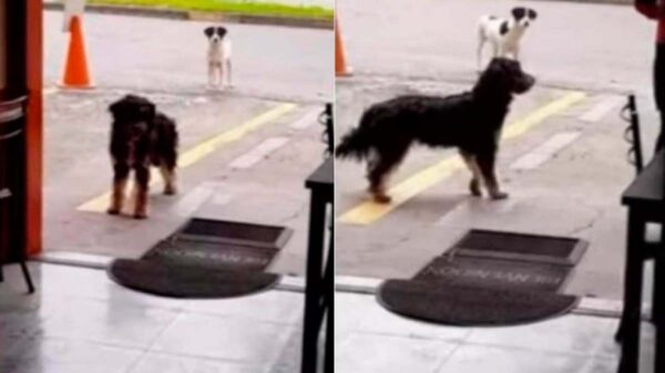 Los perritos han demostrado que saben ser amigos, ejemplo de ello es la historia de un peludo callejero lleva a un amigo al lugar donde le regalan comida